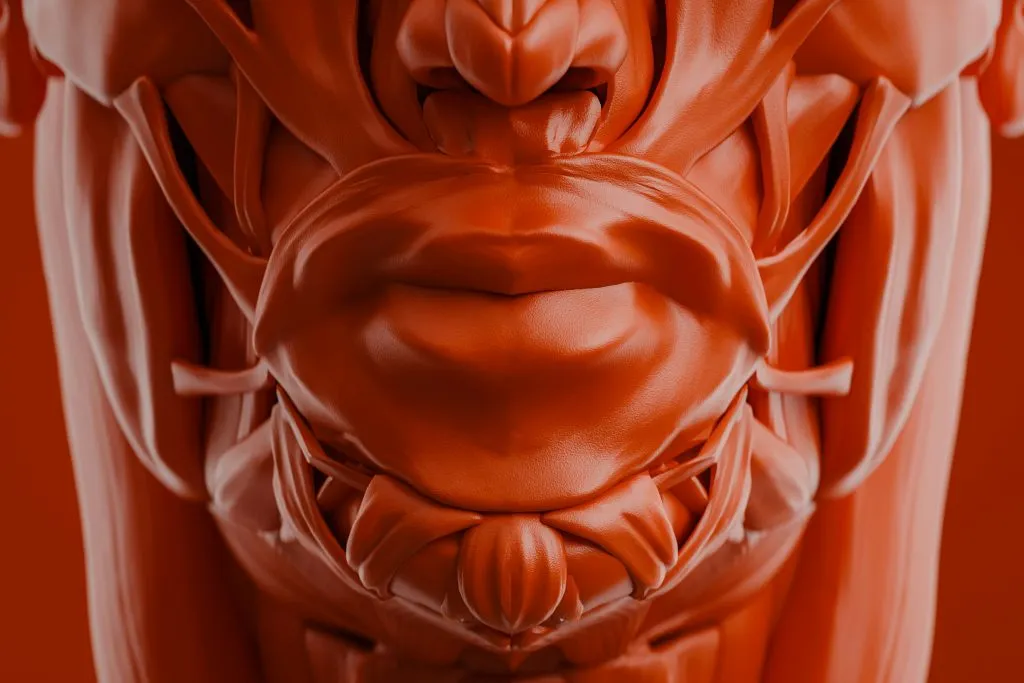 muscles de la mâchoire