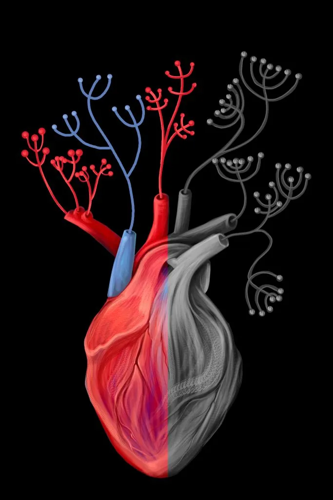 ostéopathie circulation sanguine