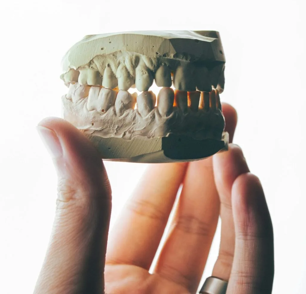 Dental model held in a hand, illustrating the anatomy of the jaw