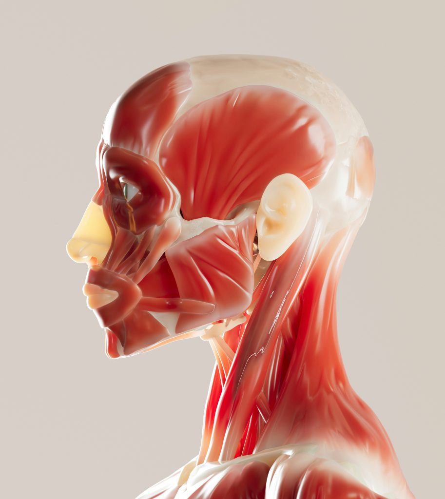 How can we stimulate nerve repair in the face?
