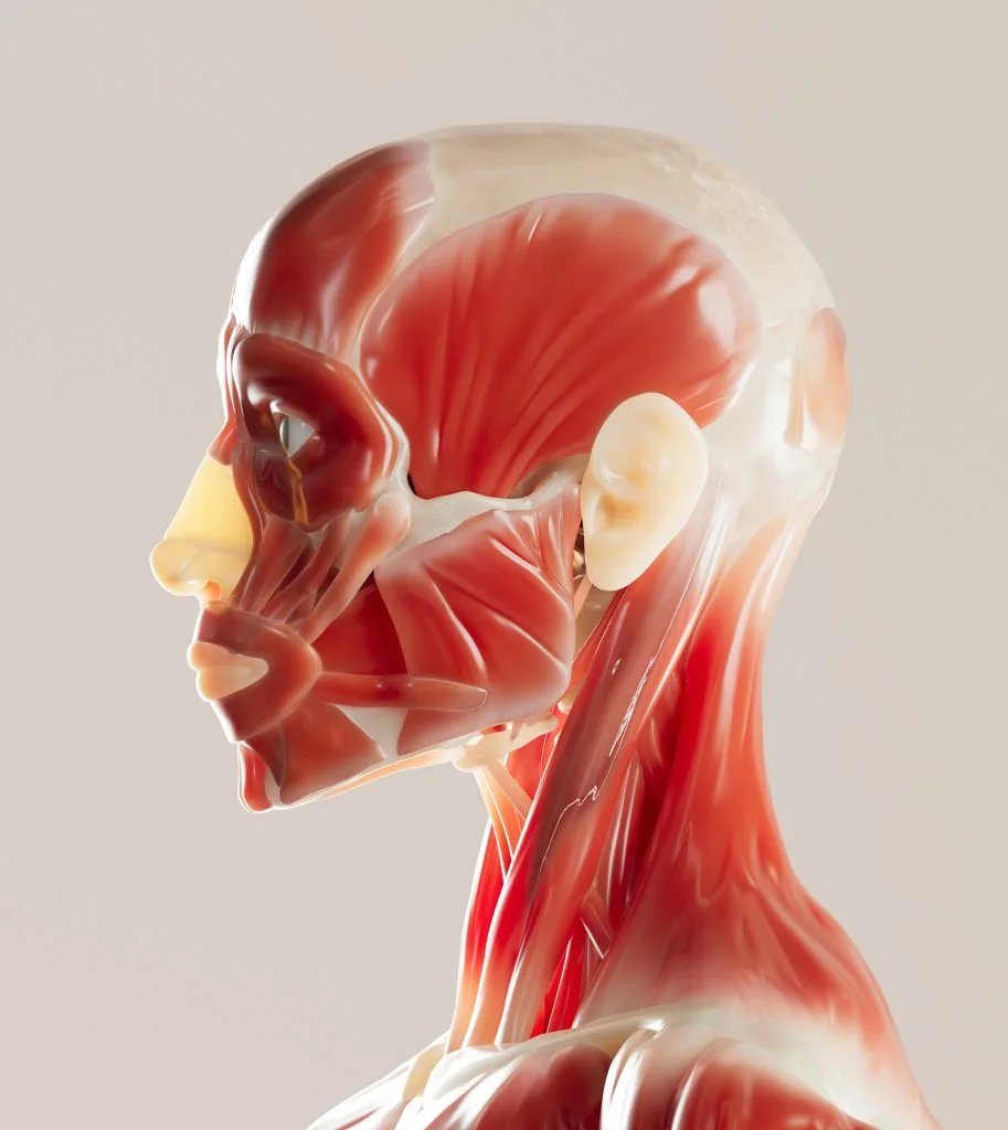 Comment stimuler la réparation nerveuse du visage ?