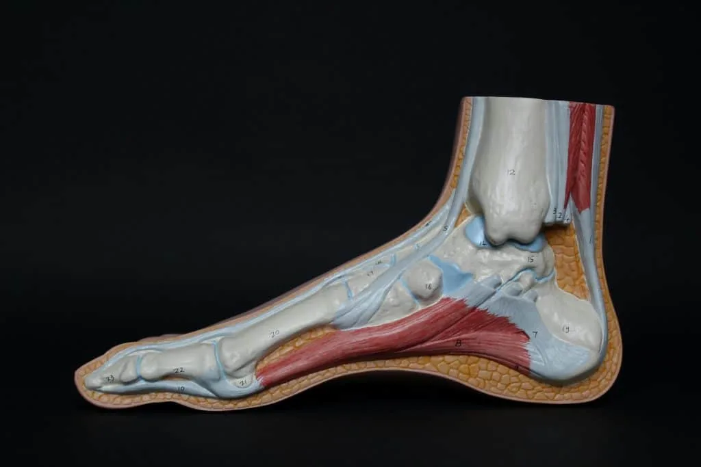 Modèle anatomique du pied et de la cheville vus de profil