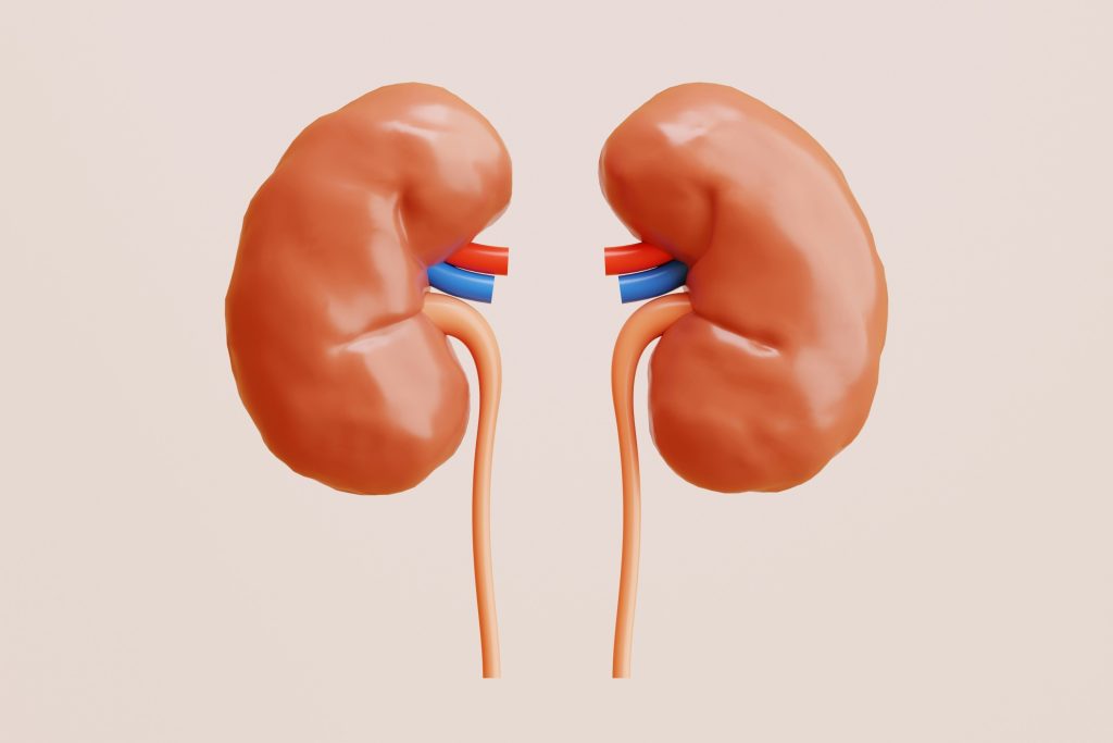 néphrologie l'étude des reins