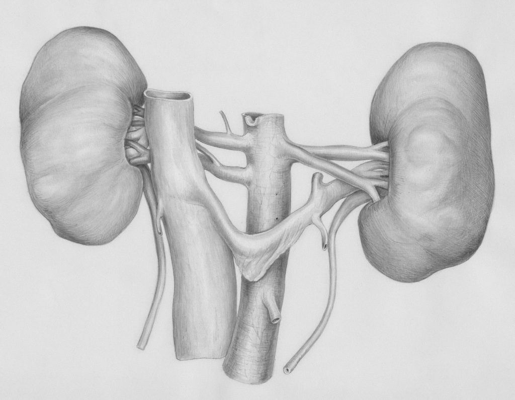 néphrologie reins néphrologue