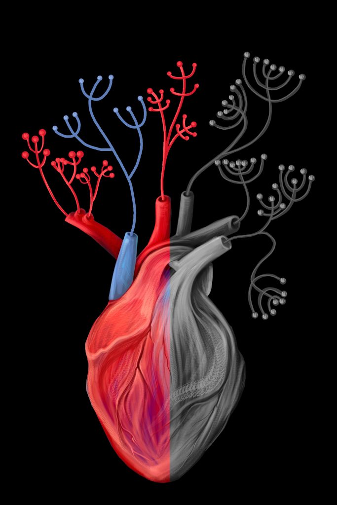 ostéopathie circulation sanguine