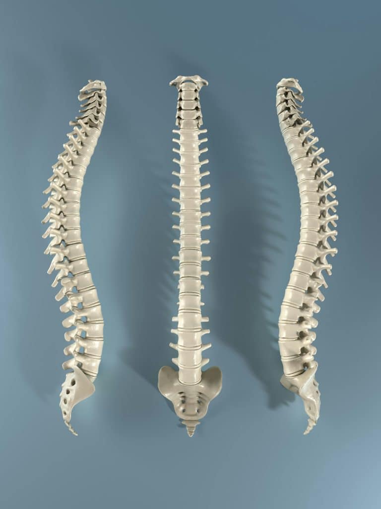 colonne vertébrale dos