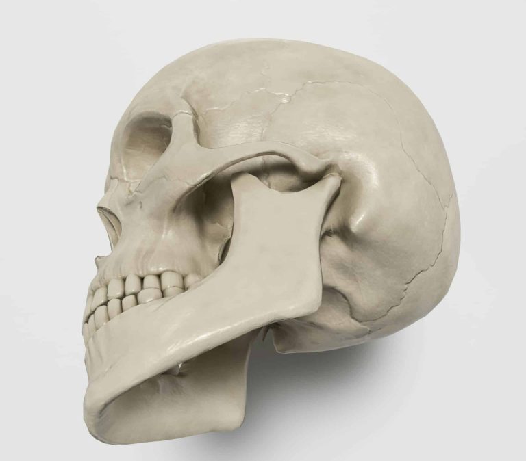 articulation temporo-mandibulaire