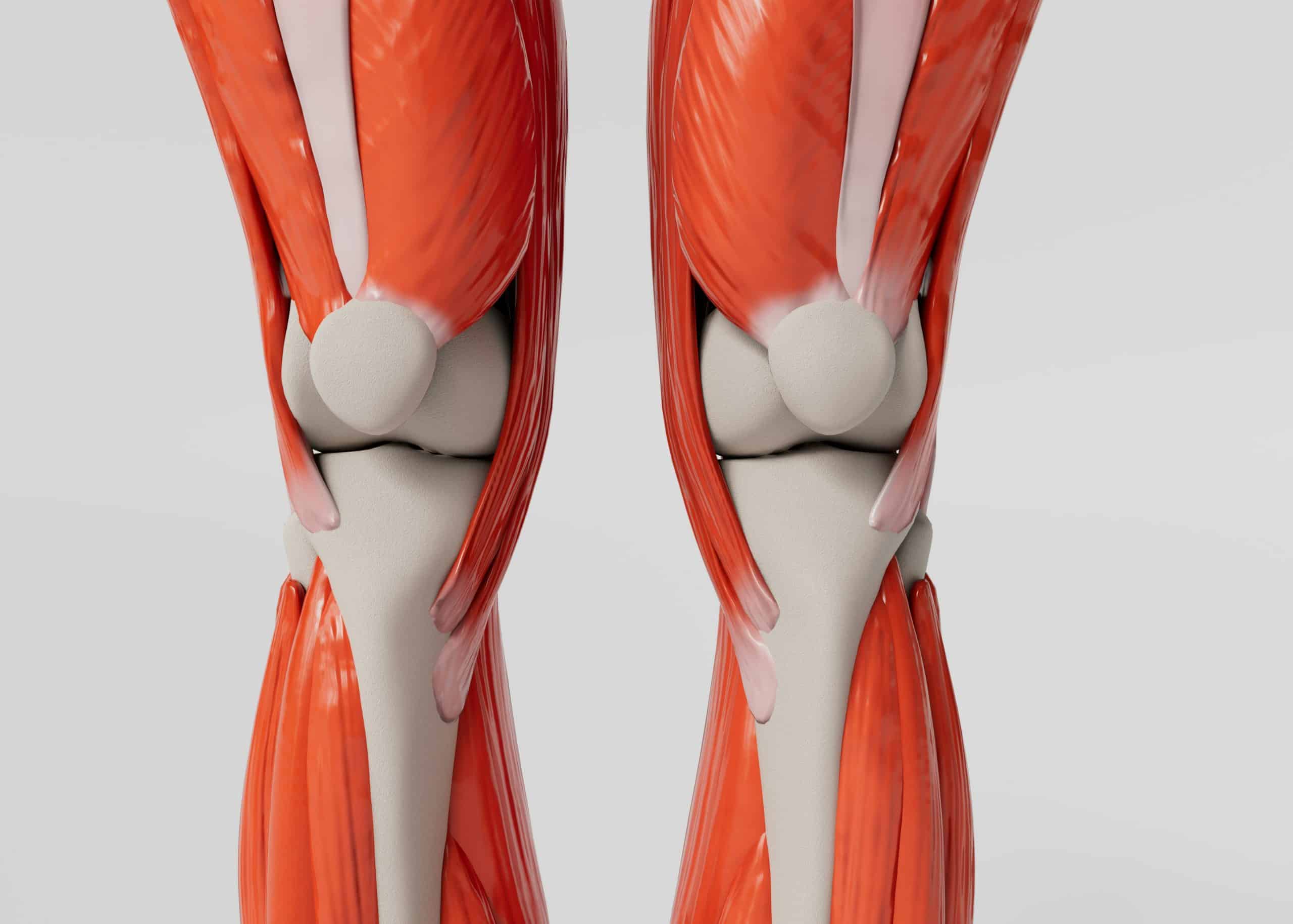 genou et ligaments croisés