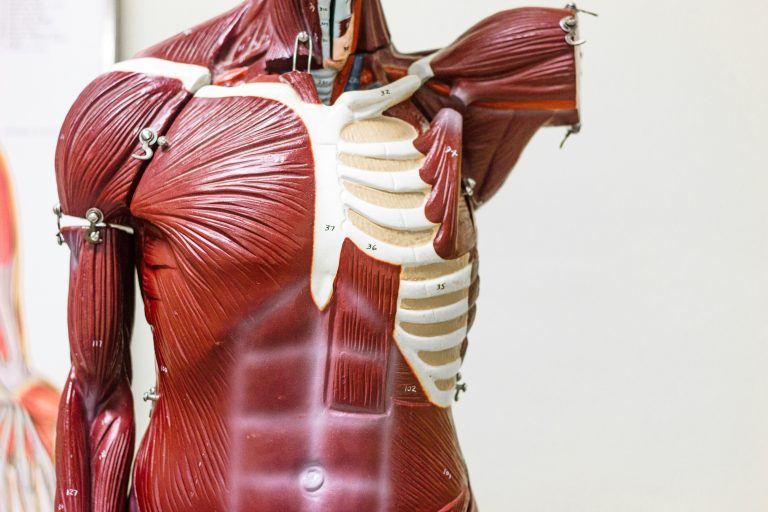 déchirure muscle